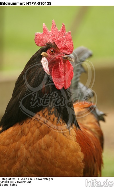 Vorwerkhuhn Hahn Portrait / cock portrait / HTFA-010138