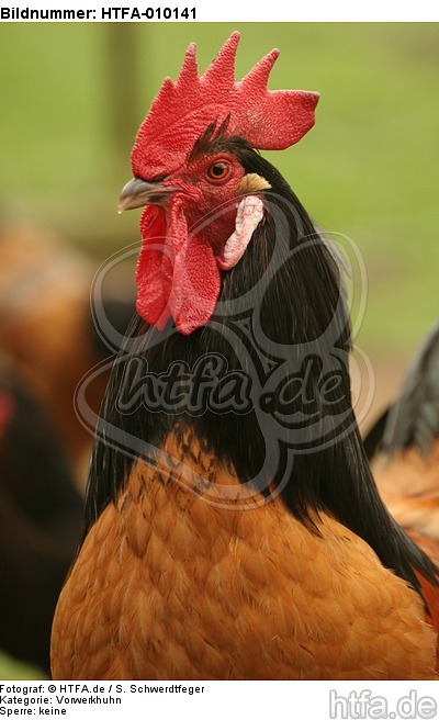 Vorwerkhuhn Hahn Portrait / cock portrait / HTFA-010141