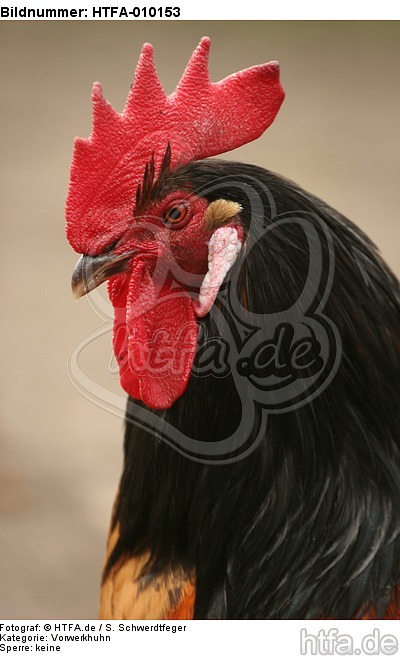 Vorwerkhuhn Hahn Portrait / cock portrait / HTFA-010153