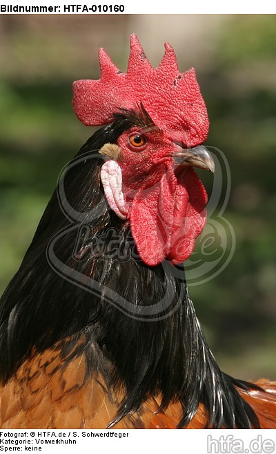 Vorwerkhuhn Hahn Portrait / cock portrait / HTFA-010160