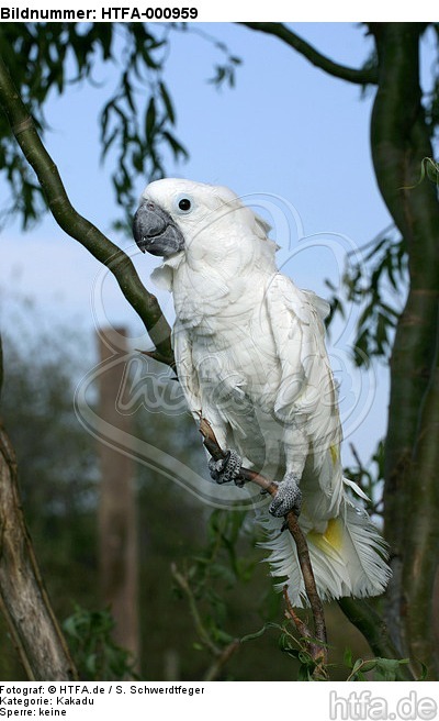 Kakadu / cockatoo / HTFA-000959