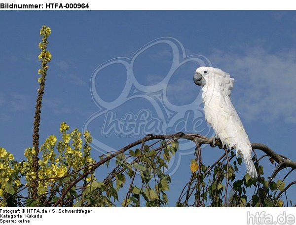 Kakadu / cockatoo / HTFA-000964