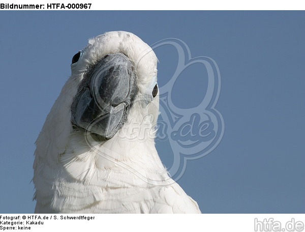 Kakadu Portrait / cockatoo portrait / HTFA-000967