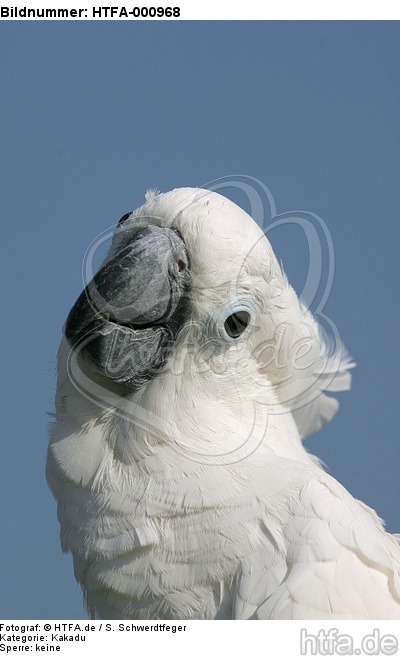 Kakadu Portrait / cockatoo portrait / HTFA-000968