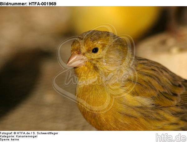 Kanarienvogel / canary / HTFA-001969