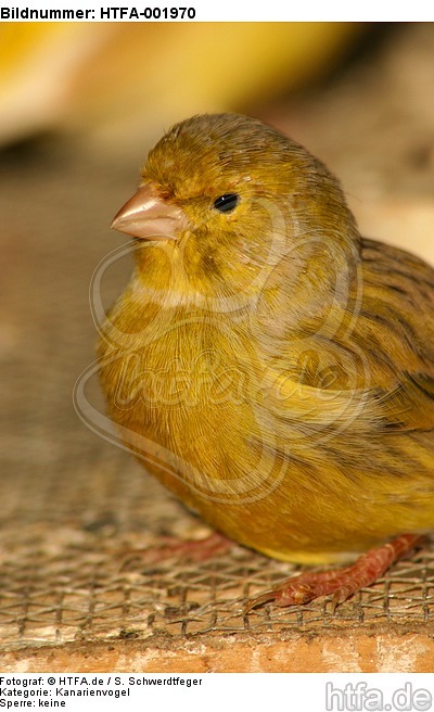 Kanarienvogel / canary / HTFA-001970
