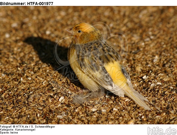 Kanarienvogel / canary / HTFA-001977