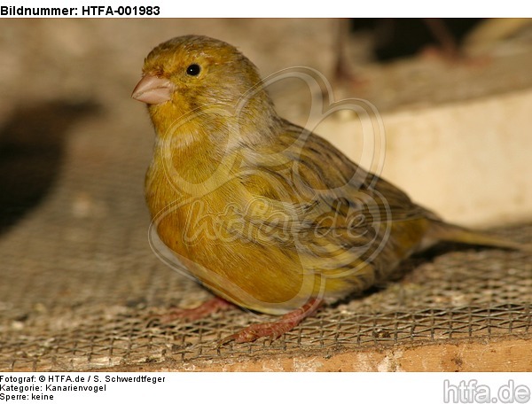 Kanarienvogel / canary / HTFA-001983