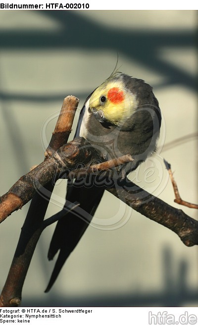 Nymphensittich / cockatiel / HTFA-002010