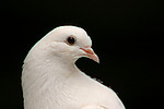 Pfautaube Portrait / fantail pigeon portrait