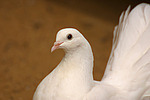 Pfautaube Portrait / fantail pigeon portrait