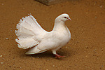 Pfautaube / fantail pigeon