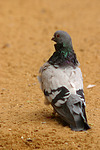 Taube / pigeon
