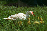 Warzenenten / muscovy ducks