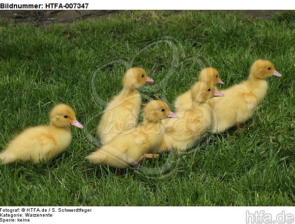junge Warzenenten / young muscovy ducks / HTFA-007347