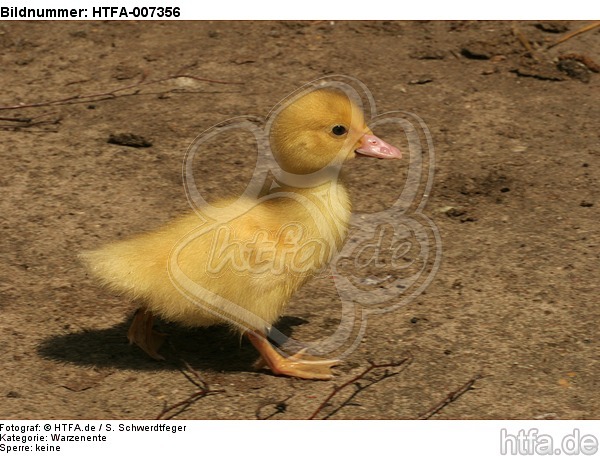 junge Warzenente / young muscovy duck / HTFA-007356