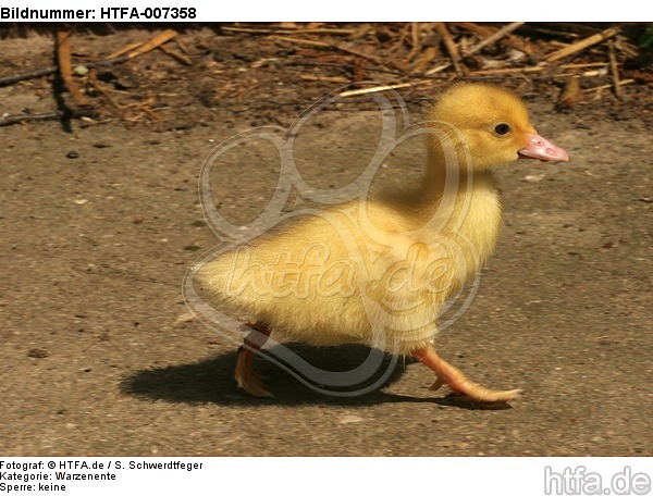 junge Warzenente / young muscovy duck / HTFA-007358