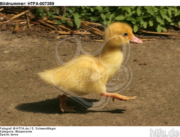 junge Warzenente / young muscovy duck / HTFA-007359