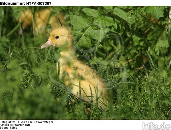 junge Warzenente / young muscovy duck / HTFA-007367