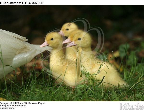 Warzenenten / muscovy ducks / HTFA-007368