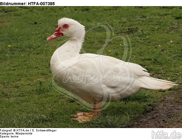 Warzenente / muscovy duck / HTFA-007385