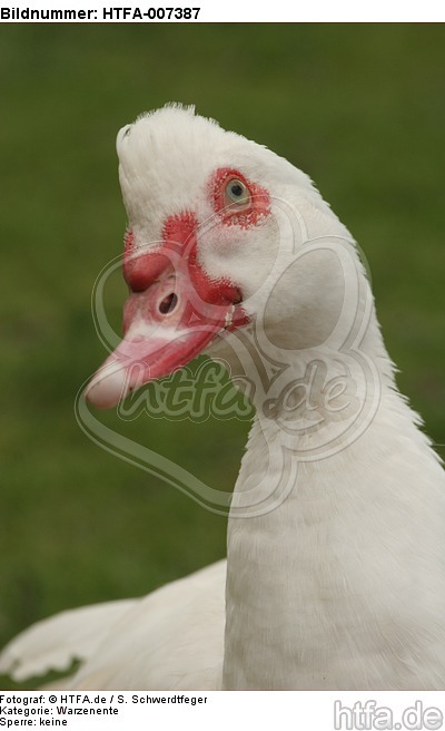 Warzenente / muscovy duck / HTFA-007387