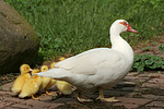 Warzenenten / muscovy ducks