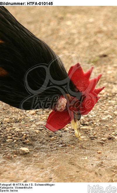 Vorwerkhuhn Hahn Portrait / cock portrait / HTFA-010145