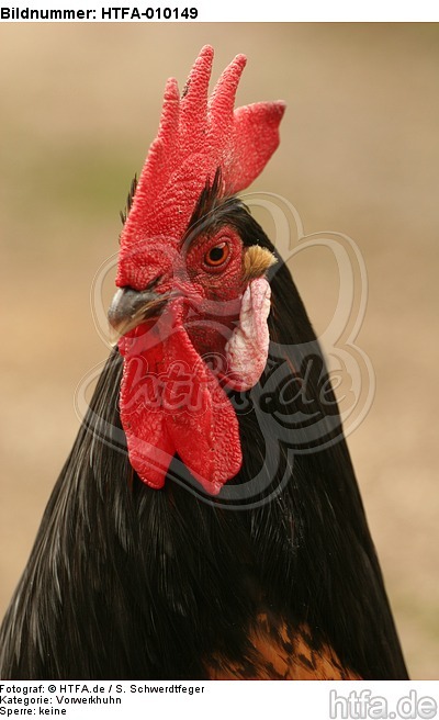 Vorwerkhuhn Hahn Portrait / cock portrait / HTFA-010149