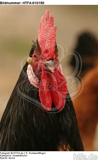 Vorwerkhuhn Hahn Portrait / cock portrait / HTFA-010150