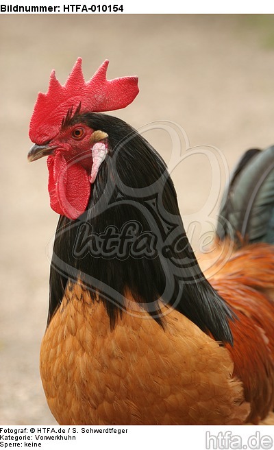 Vorwerkhuhn Hahn Portrait / cock portrait / HTFA-010154