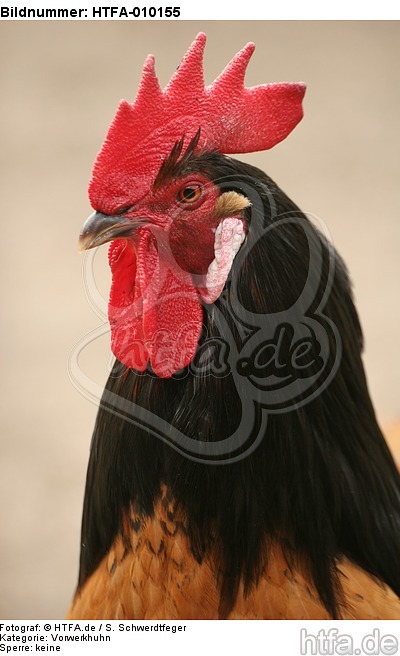 Vorwerkhuhn Hahn Portrait / cock portrait / HTFA-010155