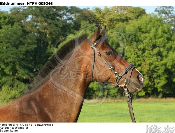 Warmblut Portrait / warmblood portrait / HTFA-009346