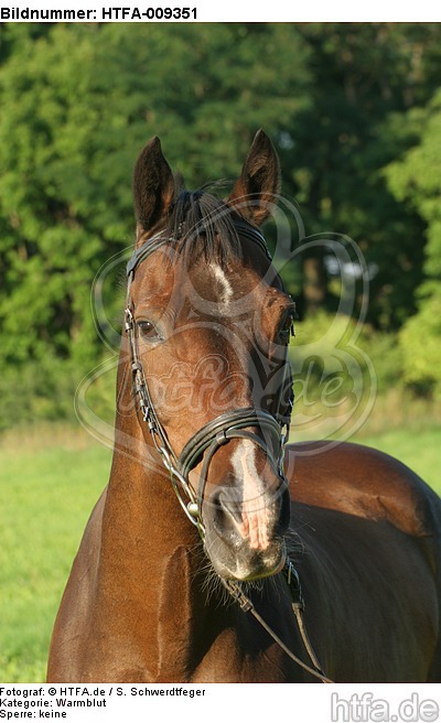 Warmblut Portrait / warmblood portrait / HTFA-009351