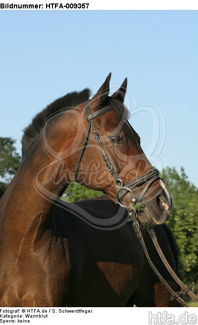 Warmblut Portrait / warmblood portrait / HTFA-009357