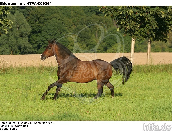 galoppierendes Warmblut / galloping warmblood / HTFA-009364