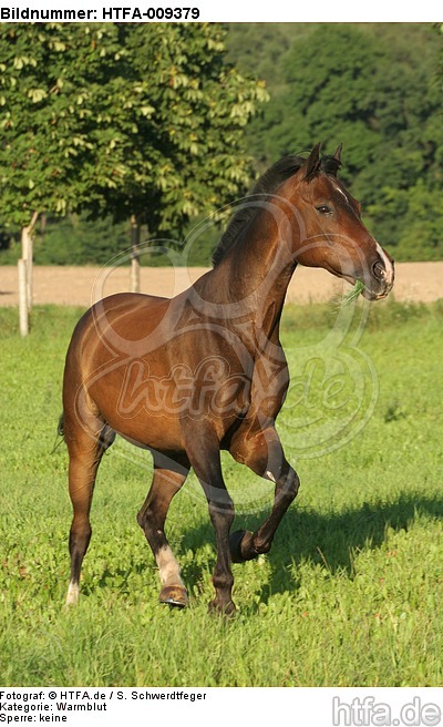 galoppierendes Warmblut / galloping warmblood / HTFA-009379