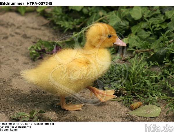 junge Warzenente / young muscovy duck / HTFA-007348