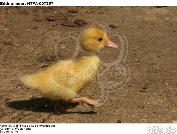 junge Warzenente / young muscovy duck / HTFA-007357
