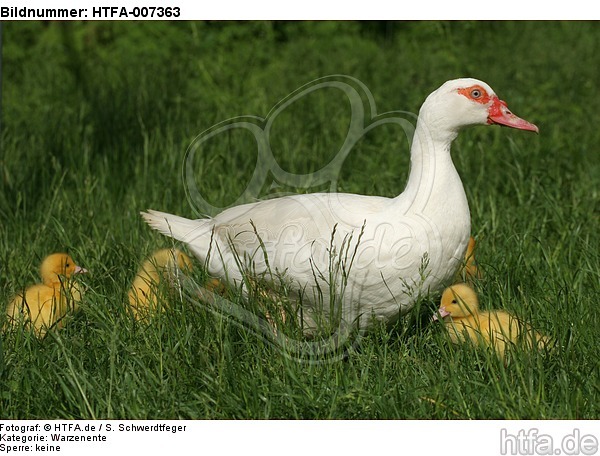 Warzenenten / muscovy ducks / HTFA-007363