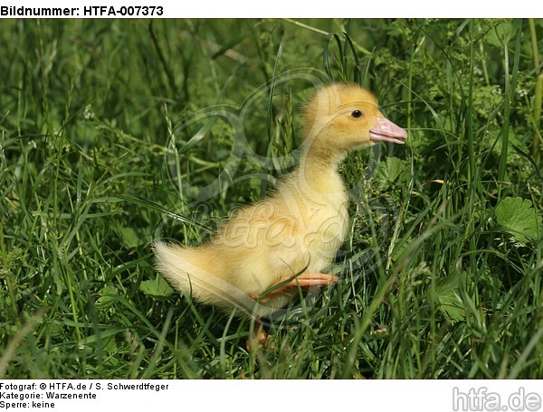 junge Warzenente / young muscovy duck / HTFA-007373