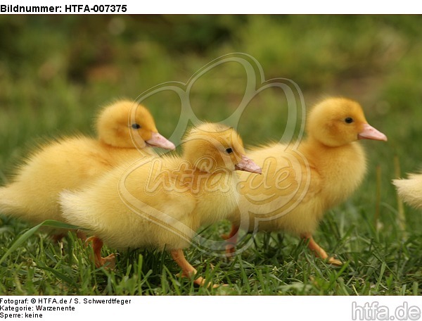 junge Warzenenten / young muscovy ducks / HTFA-007375