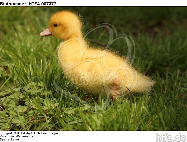 junge Warzenente / young muscovy duck / HTFA-007377