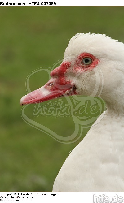 Warzenente / muscovy duck / HTFA-007389