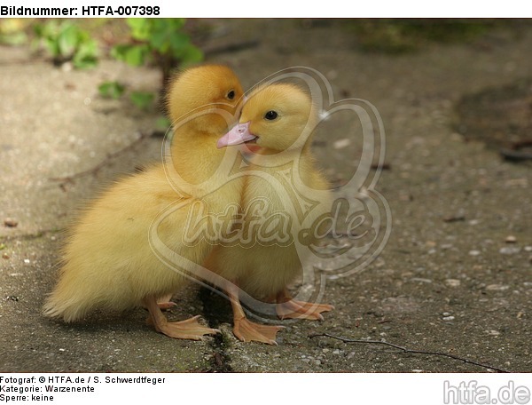 junge Warzenenten / young muscovy ducks / HTFA-007398