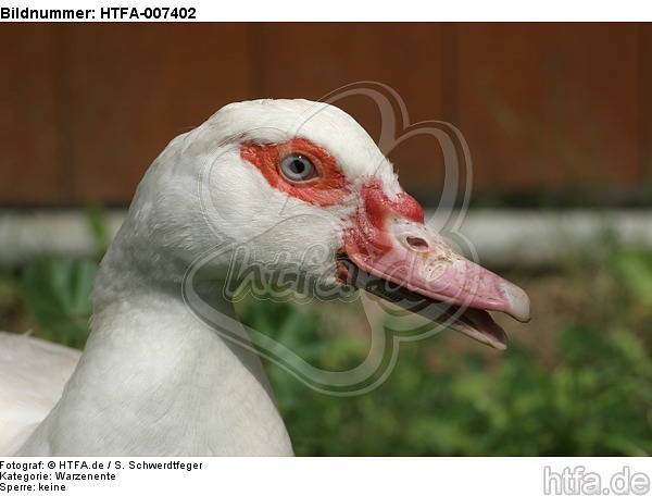 Warzenente / muscovy duck / HTFA-007402