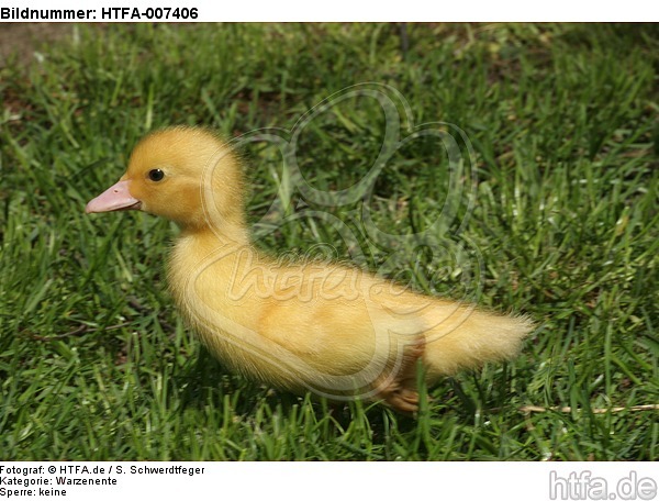 junge Warzenente / young muscovy duck / HTFA-007406