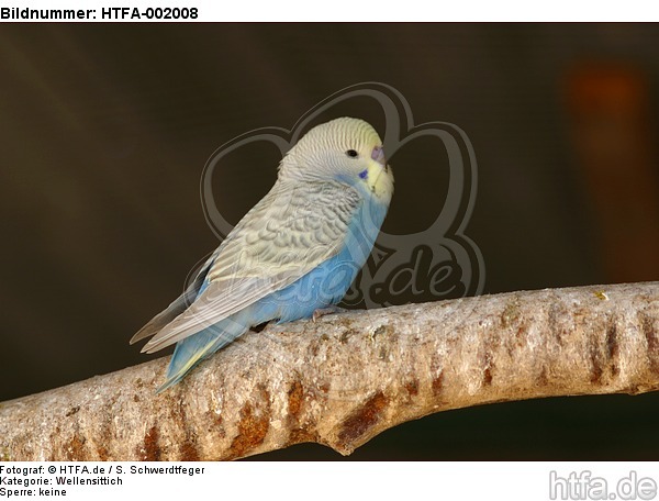 Wellensittich / budgie / HTFA-002008