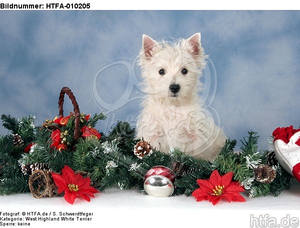 sitzender West Highland White Terrier Welpe / sitting West Highland White Terrier Puppy / HTFA-010205