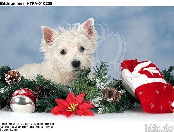 liegender West Highland White Terrier Welpe / lying West Highland White Terrier Puppy / HTFA-010208